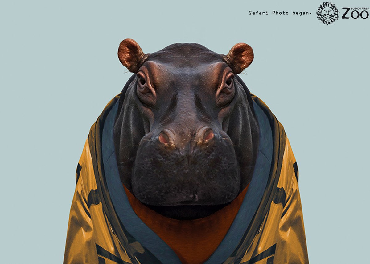 Детеныш бегемота