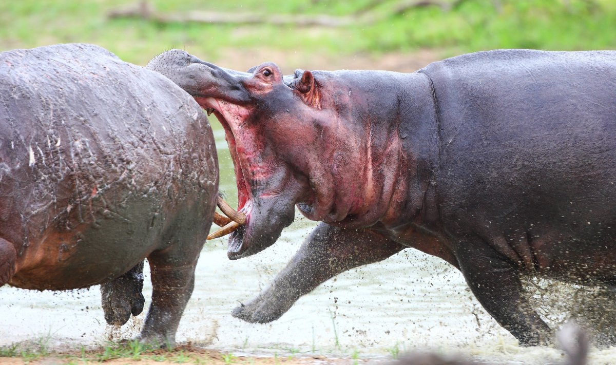 Бегемотик Мем