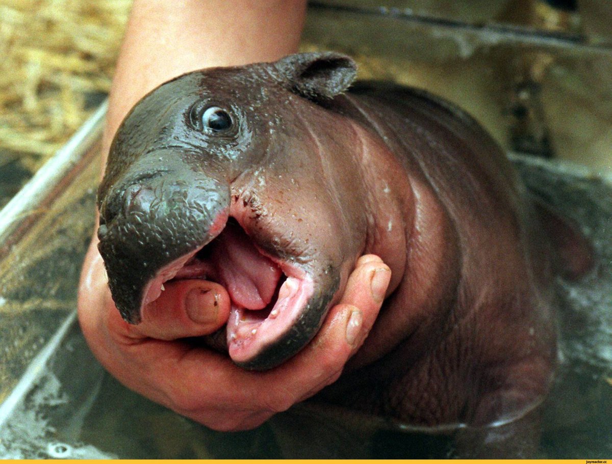 Hippo Fiona