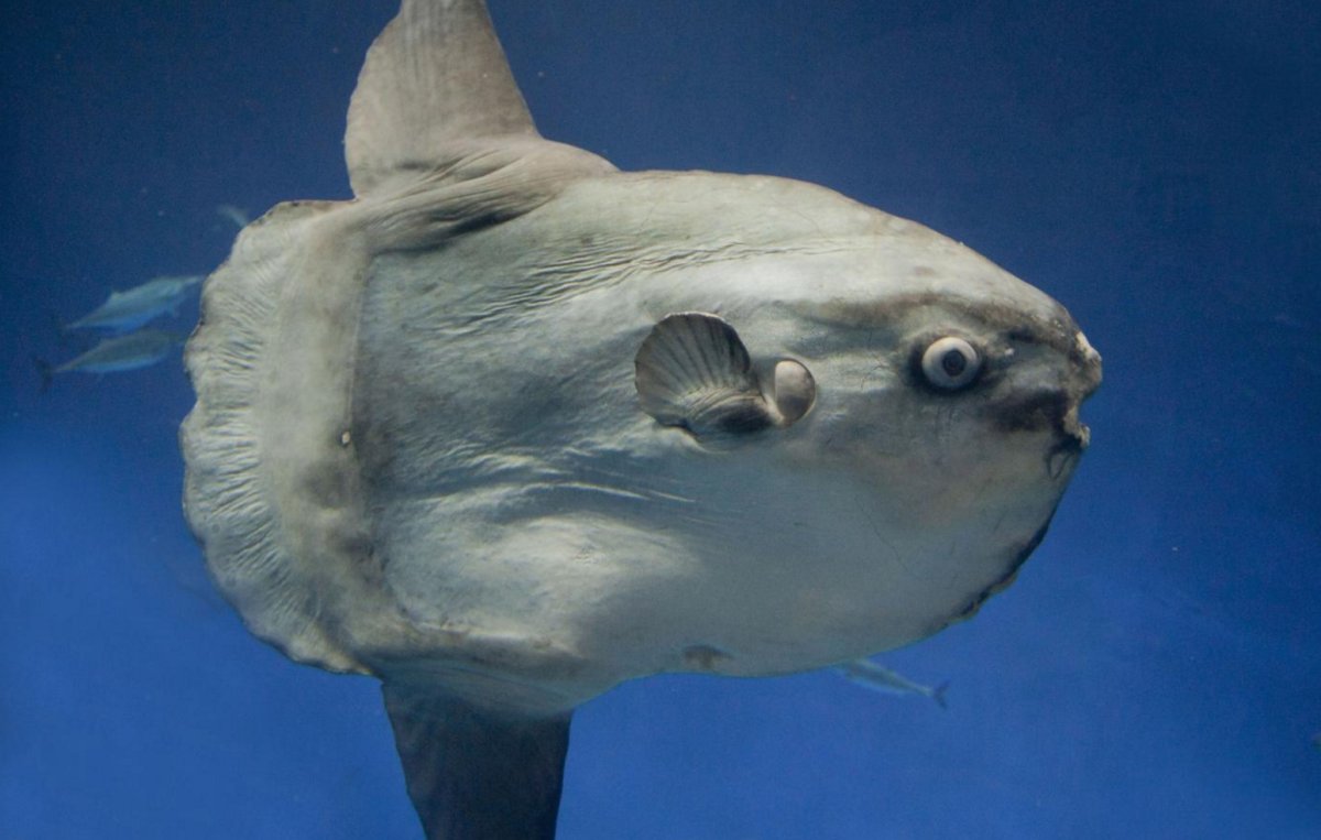 Рыба Луна мальки