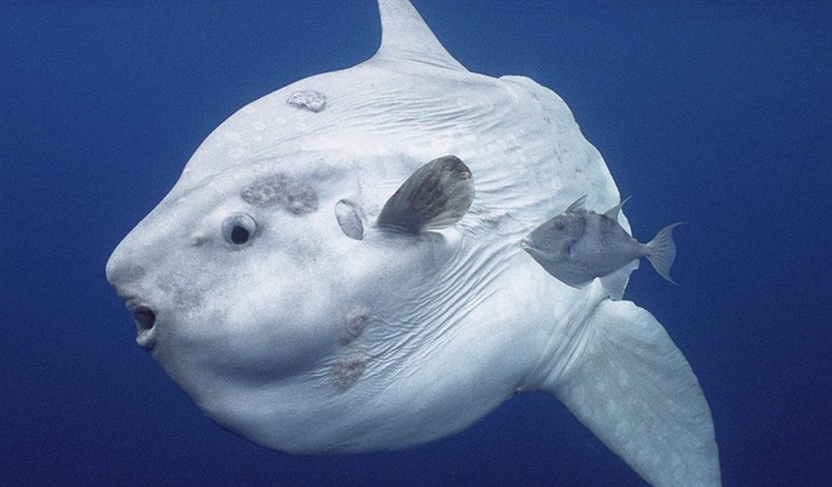 Обыкновенная острохвостая Луна-рыба