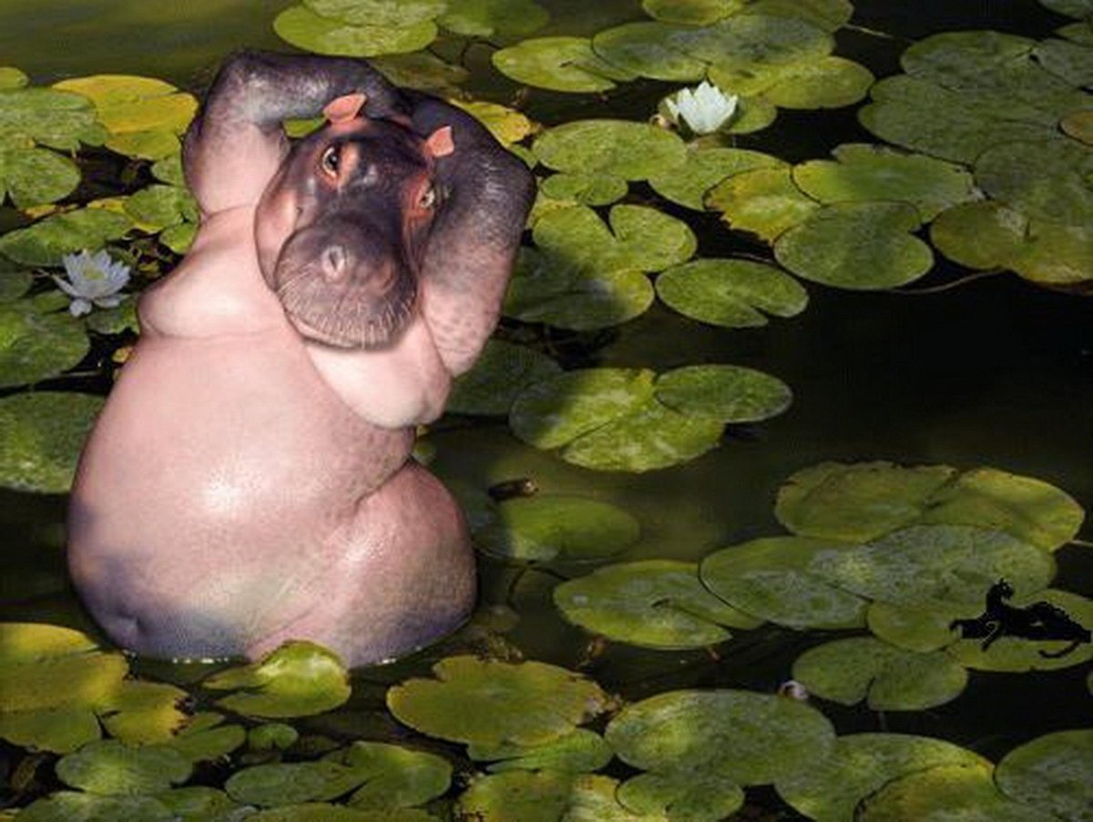 Hippopotamus amphibius