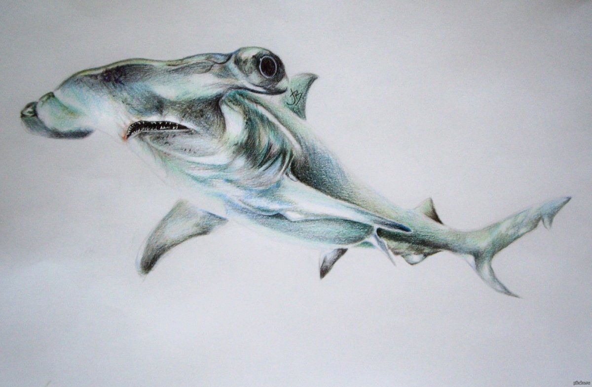 Нарисовать акулу молот