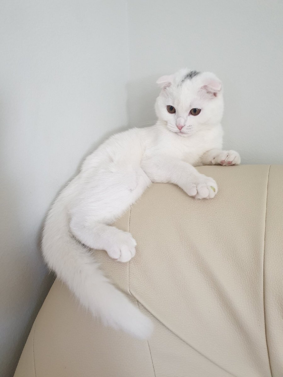 Шотландская вислоухая кошка белая