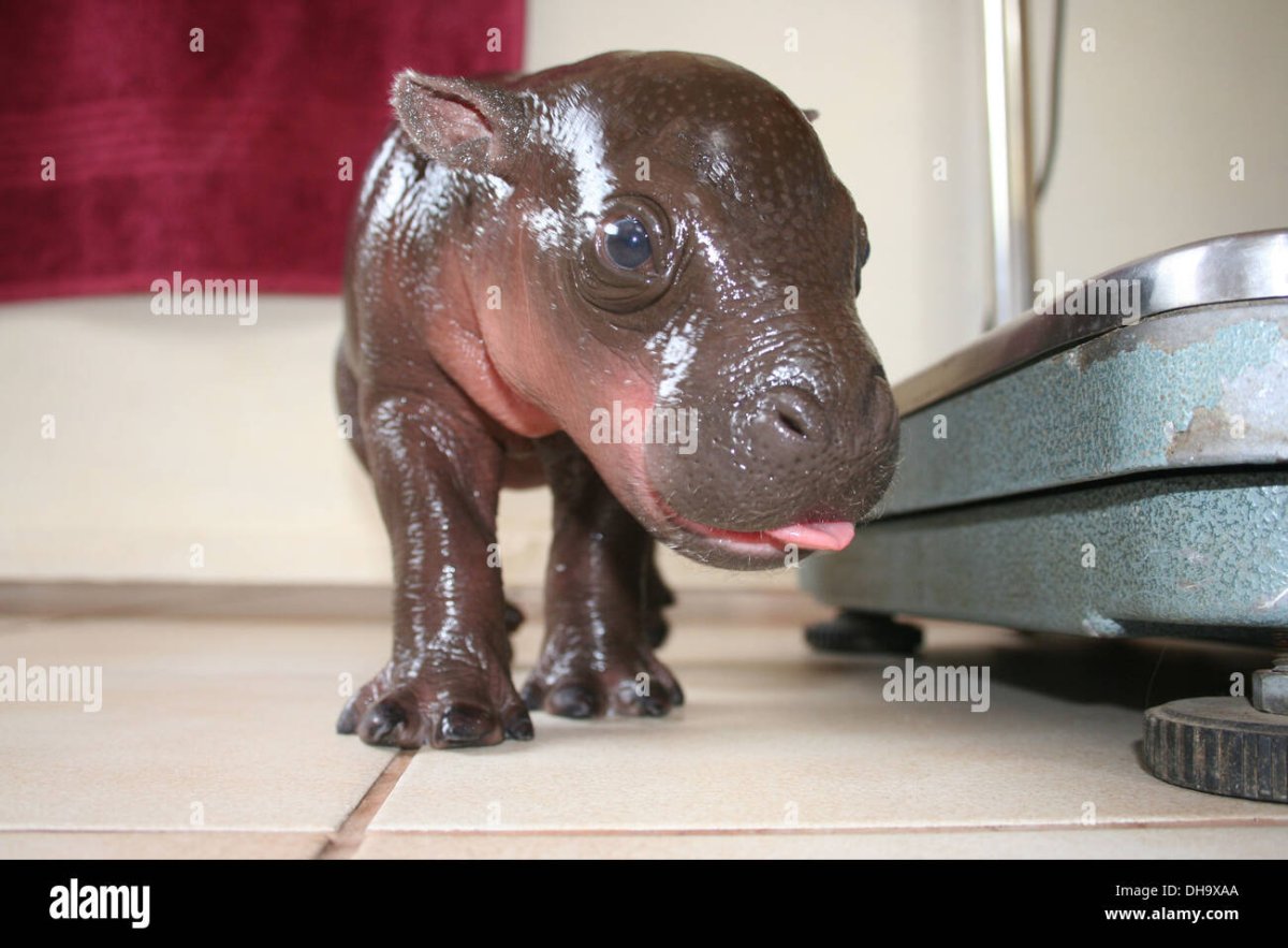 Маленький гиппопотам