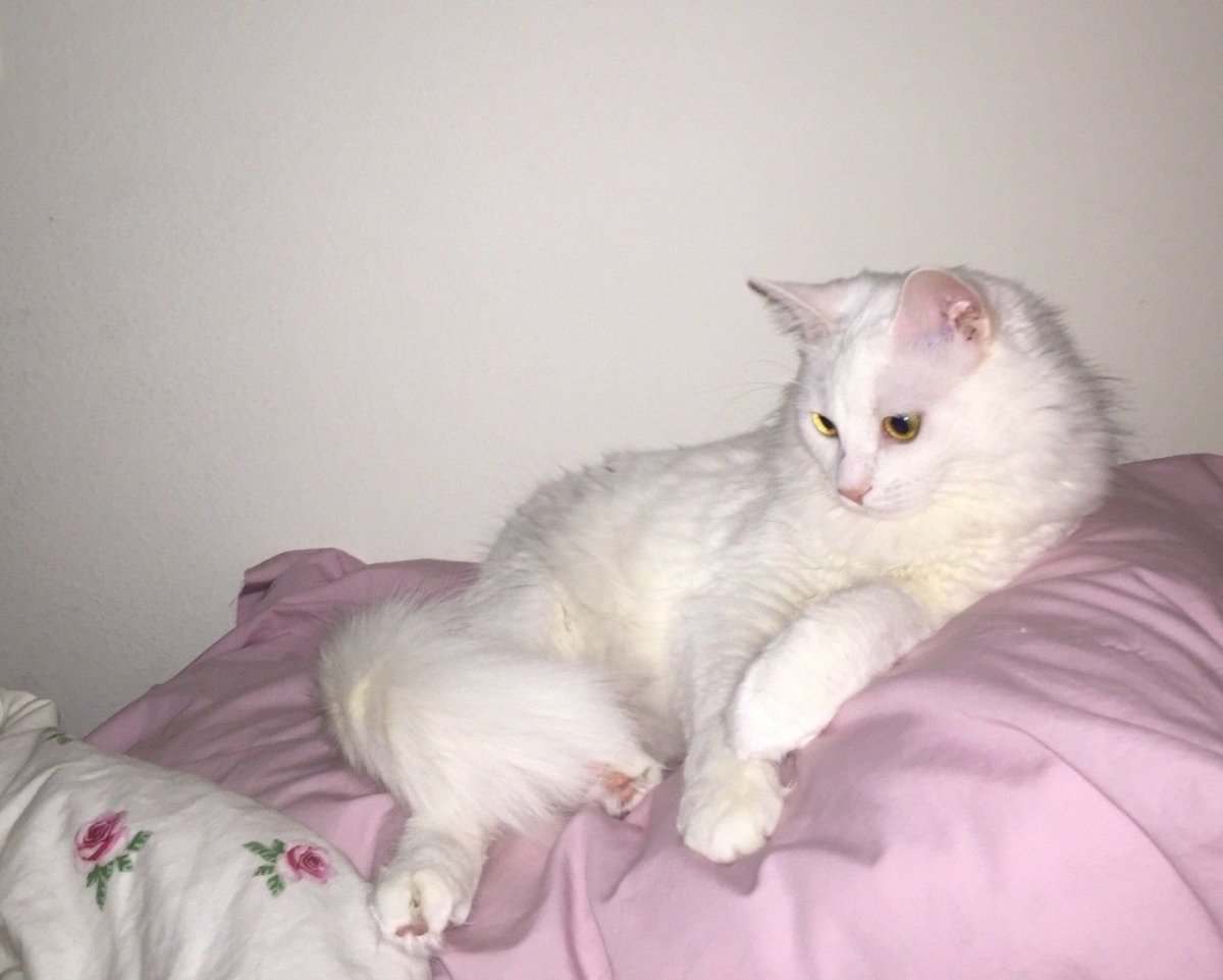 Шотландец вислоухий зеленоглазый