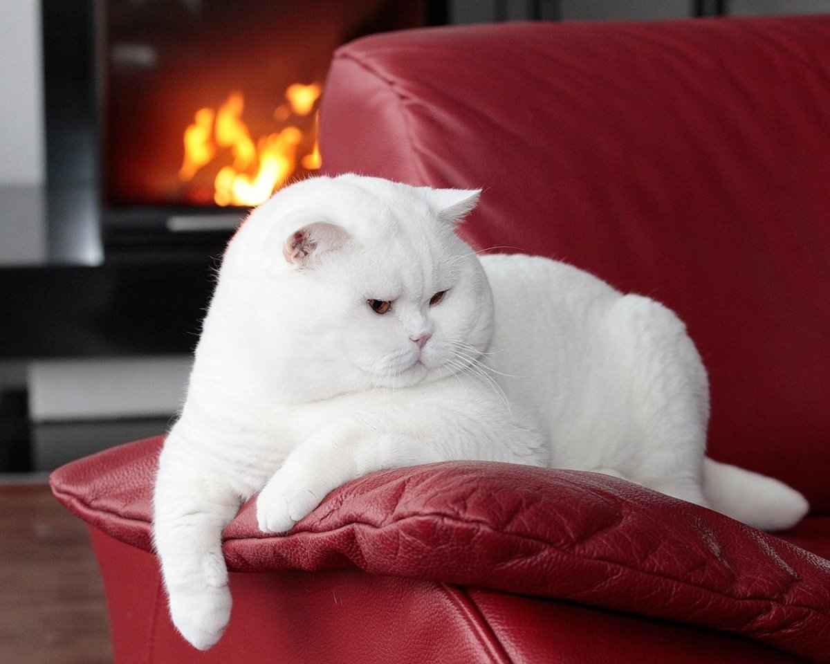 Британская короткошёрстная кошка белая