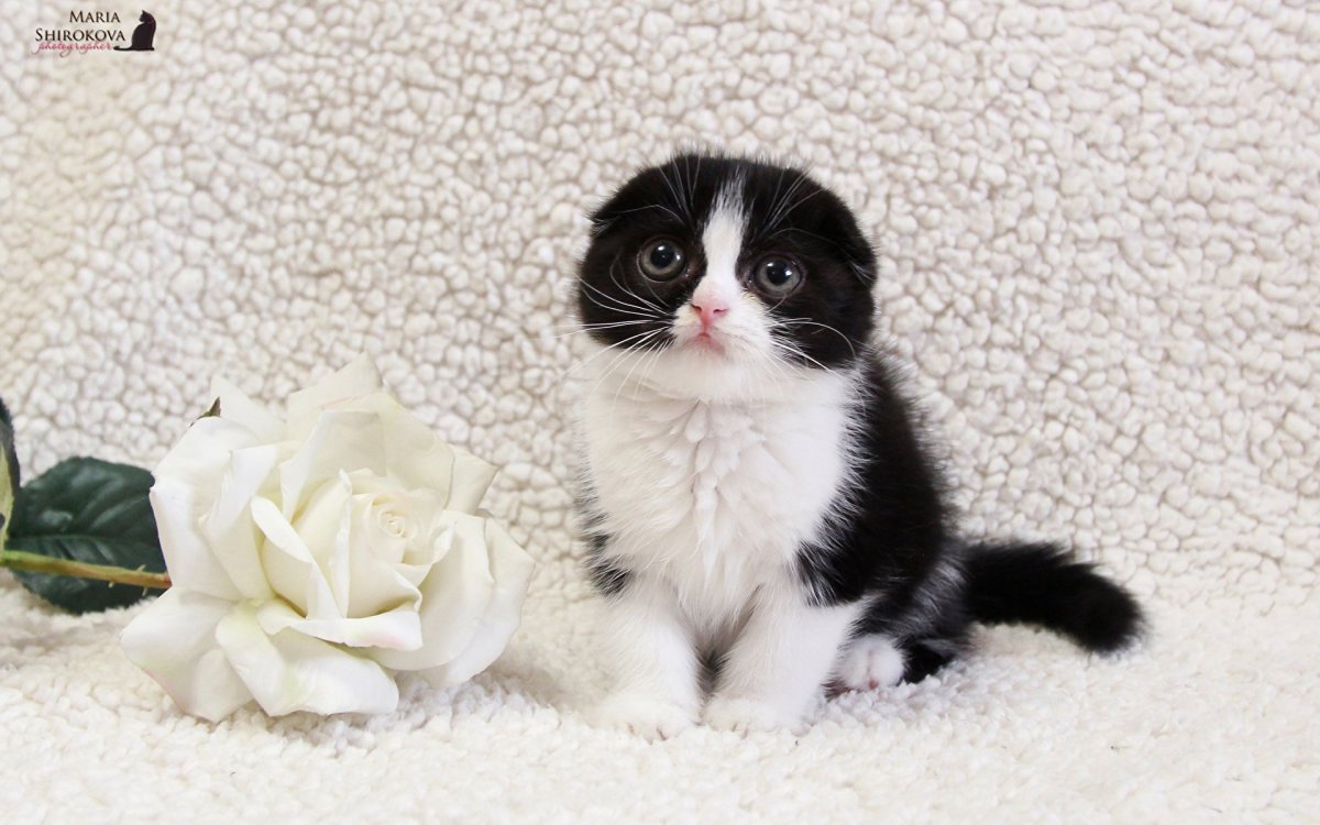 Скоттиш фолд белый