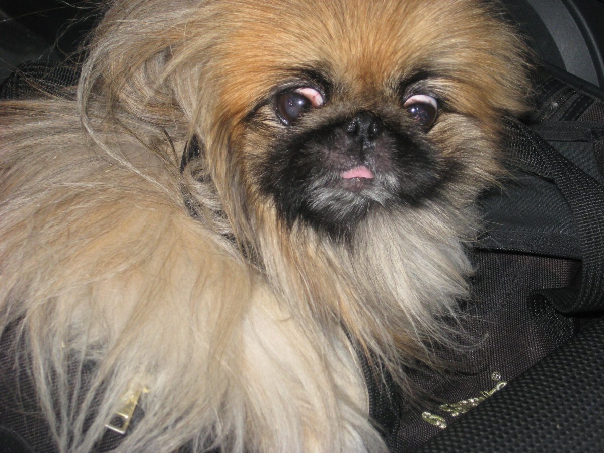 Пекинес Хин