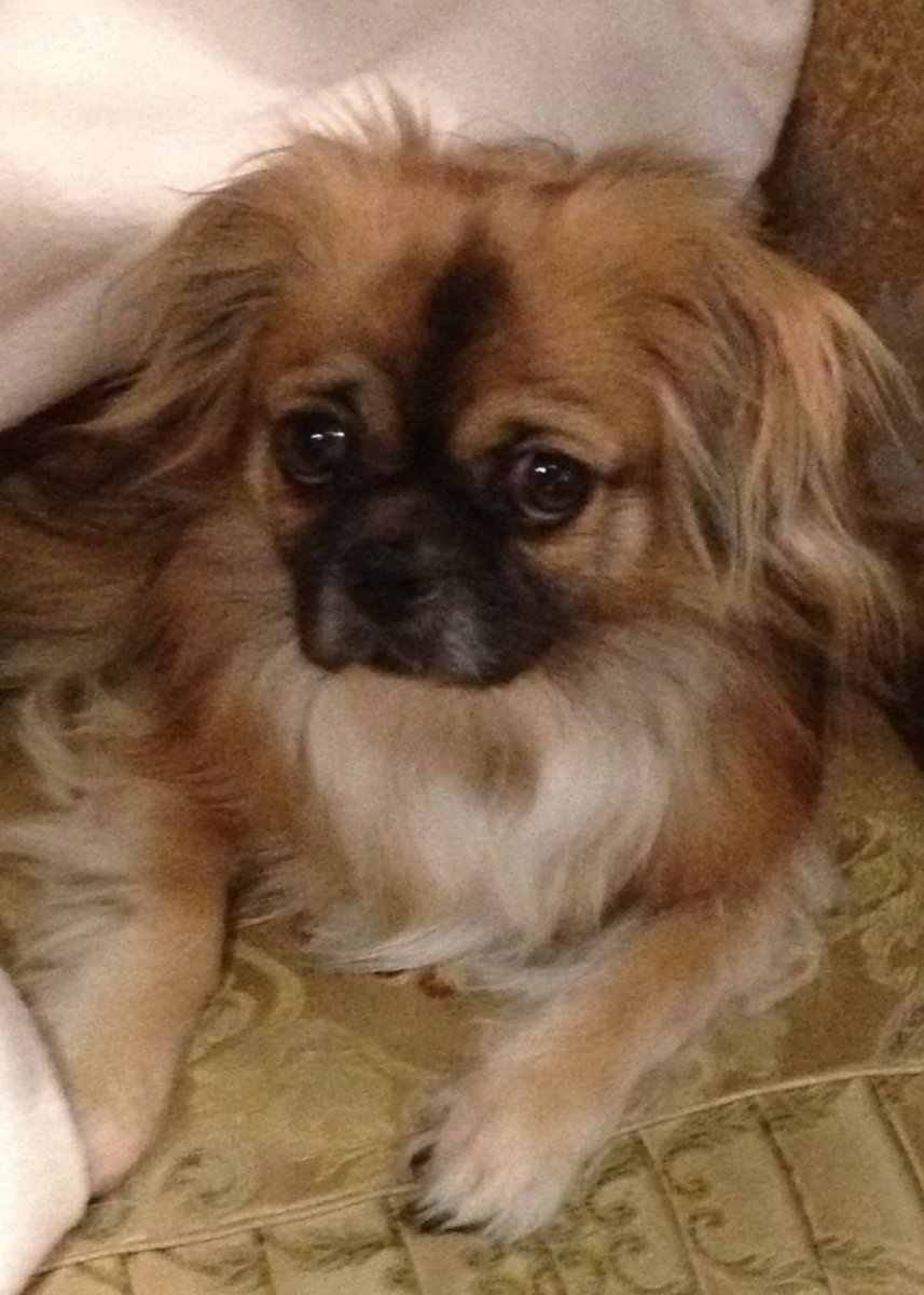 Тибетский спаниель и Пекинес