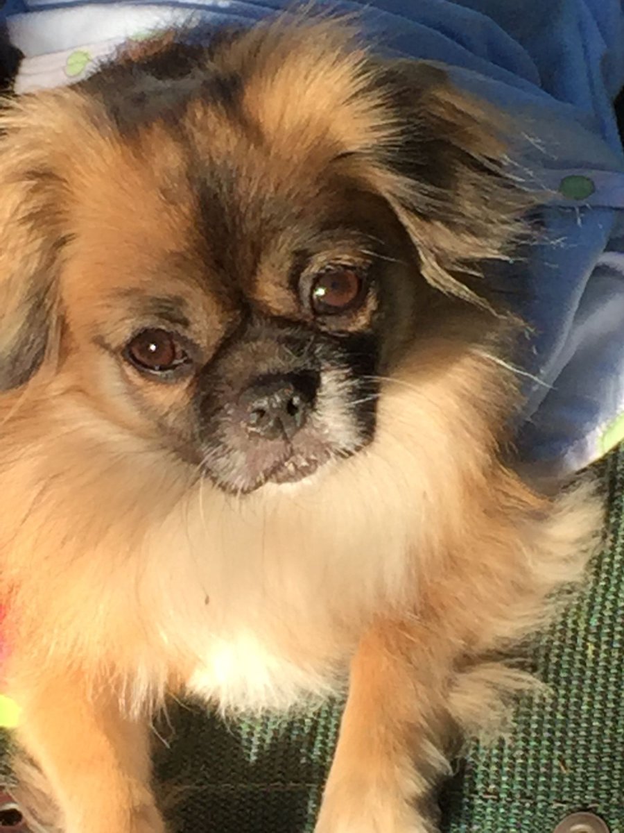 Тибетский спаниель и Пекинес