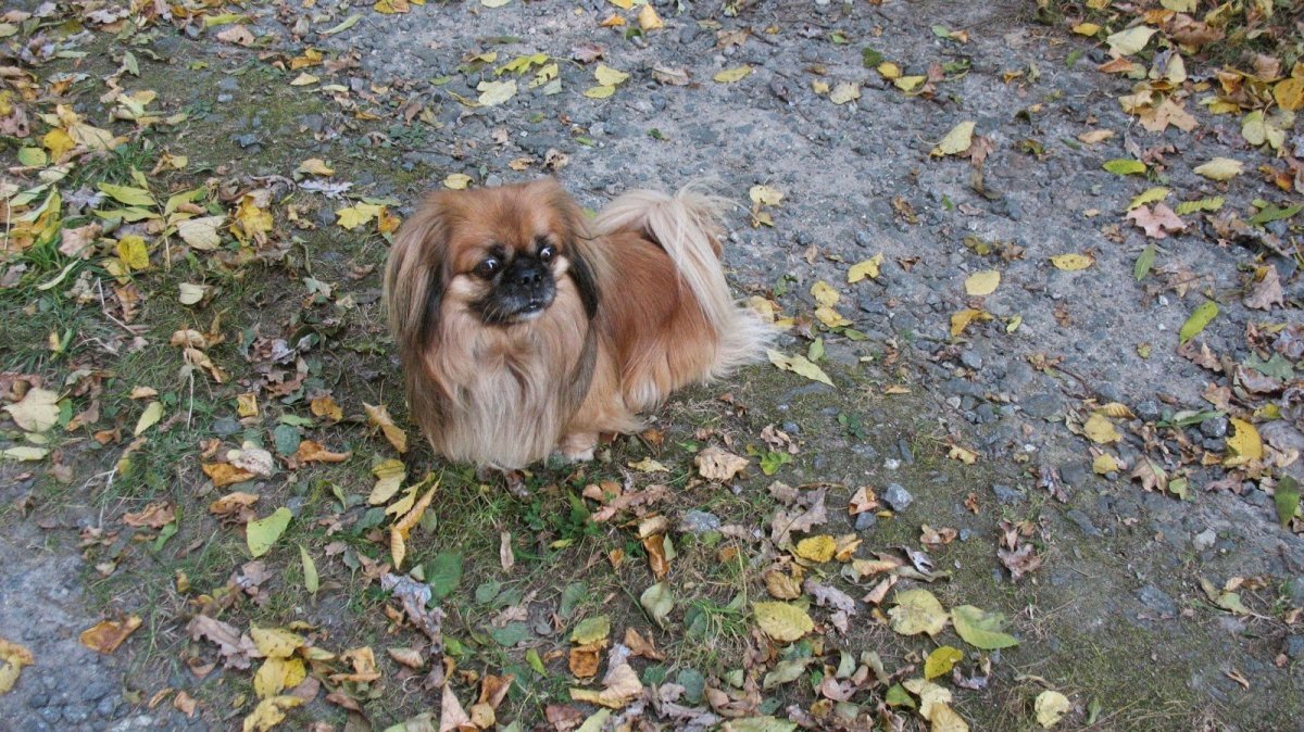 Помесь пинчера и чихуахуа