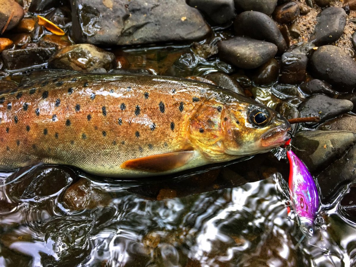 Ленок Амурский