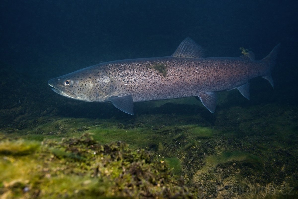 Таймень рыба