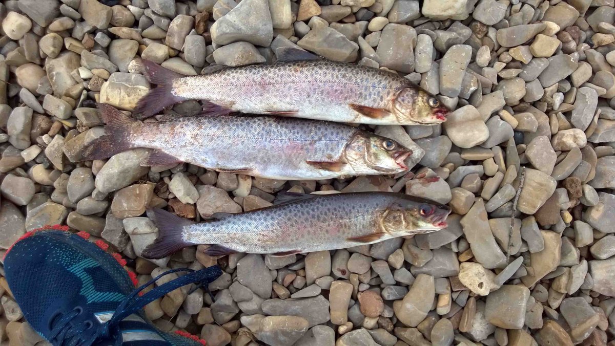 Ленок Дальневосточный