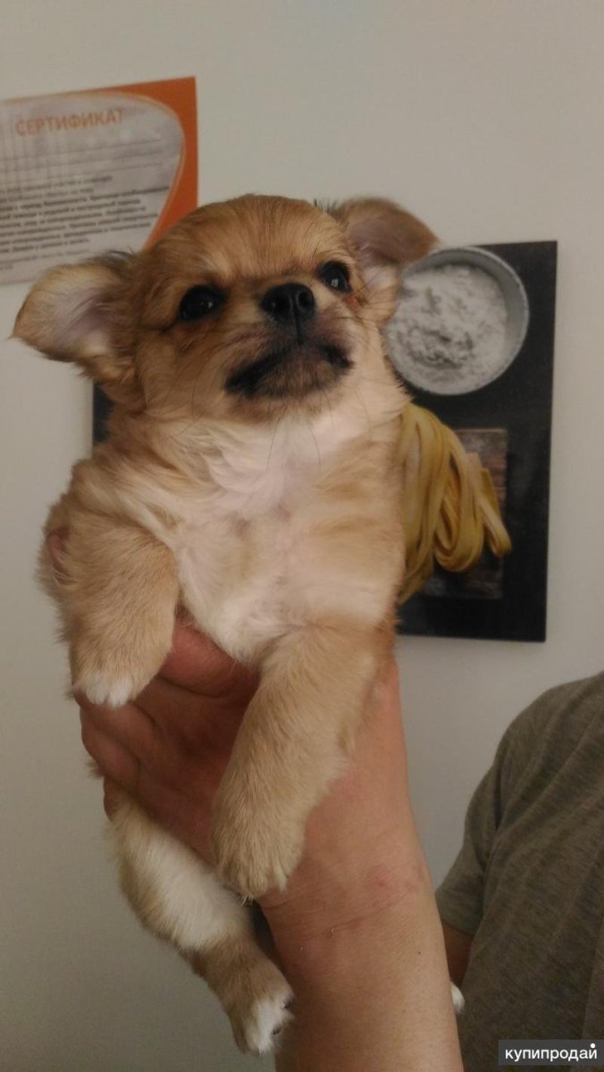 Метис чихуахуа и пекинеса