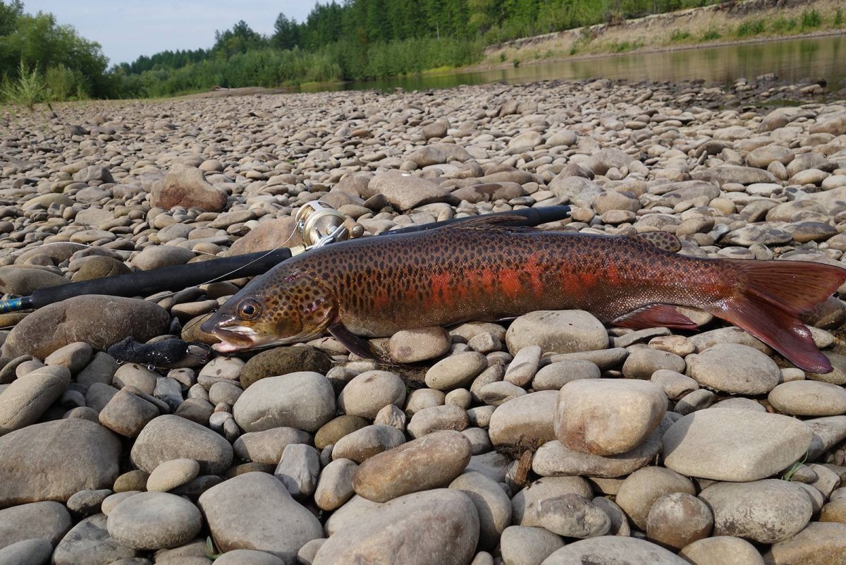 Ленок Сибирская форель