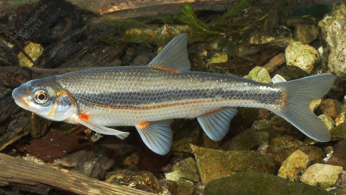 Отряд Карпообразные