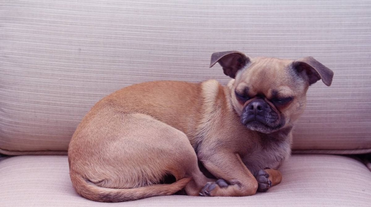 Американский ЛО ши Чихуапс