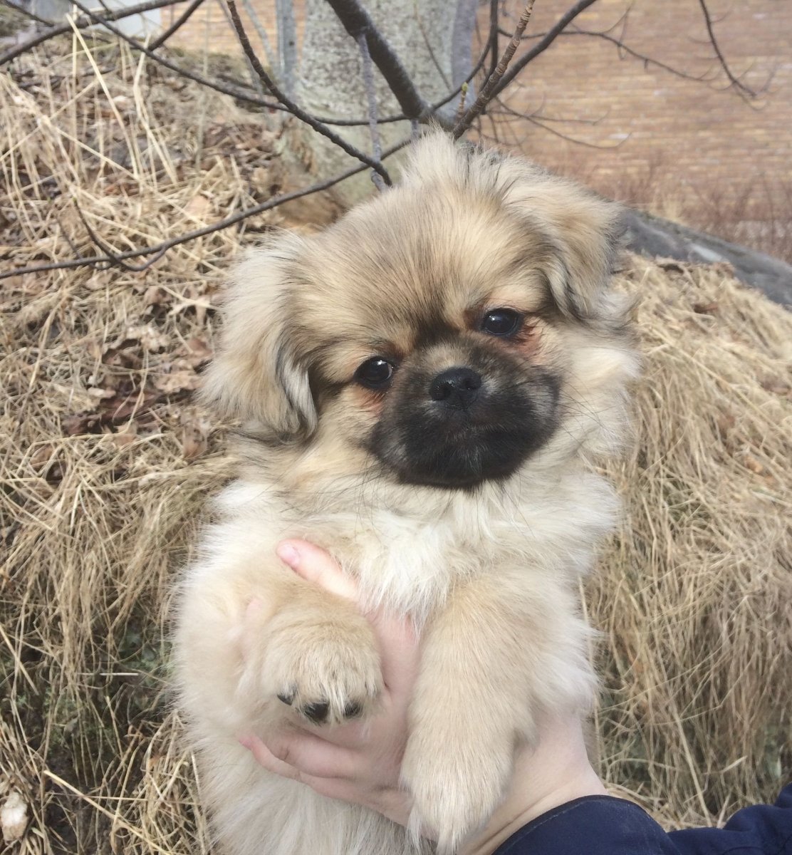 Пекинес рыжий