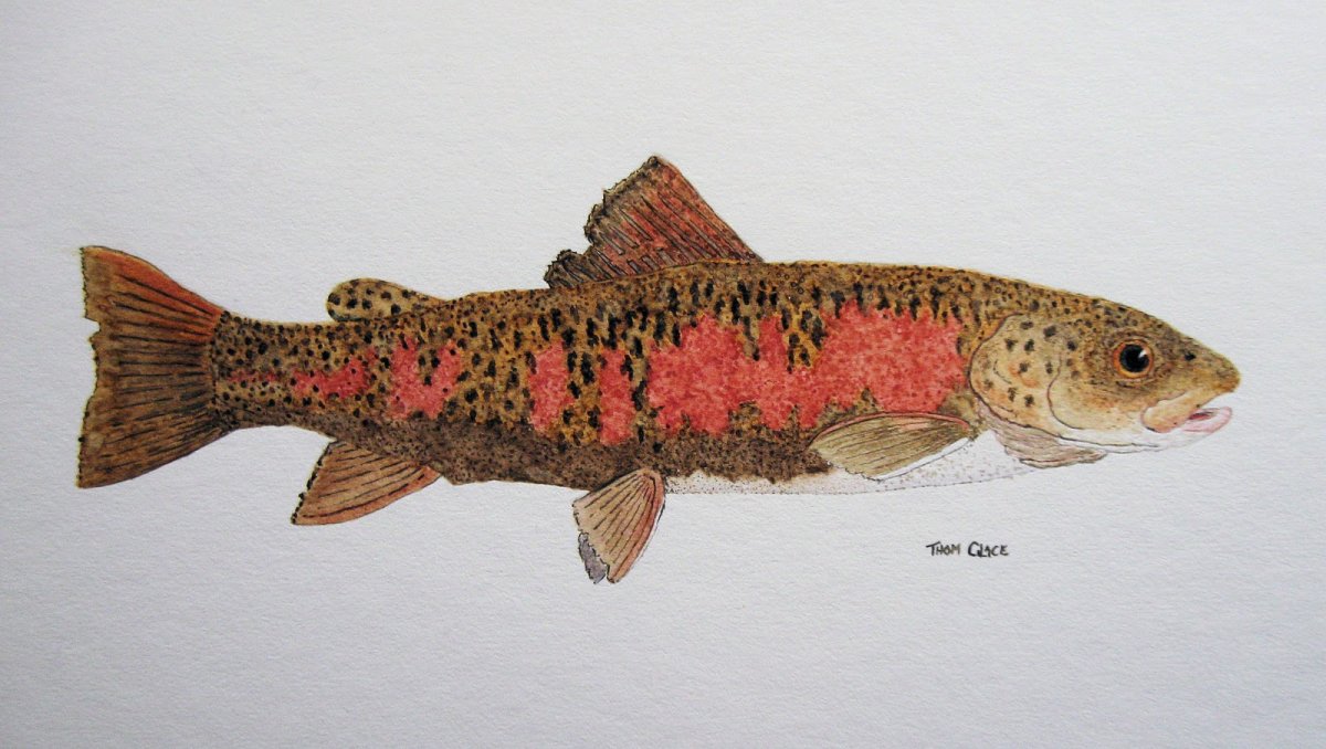 Ленок рыба рисунок