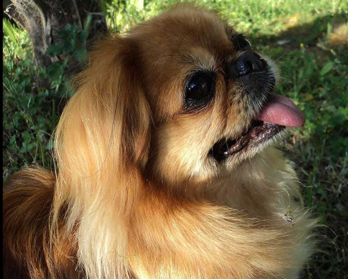 Чихуахуа гриффон