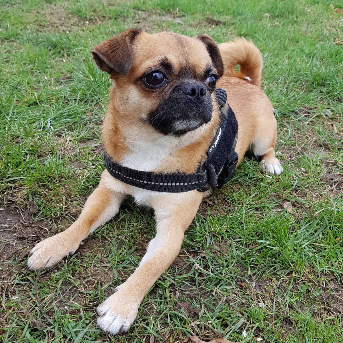 Пекинес 4 месяца