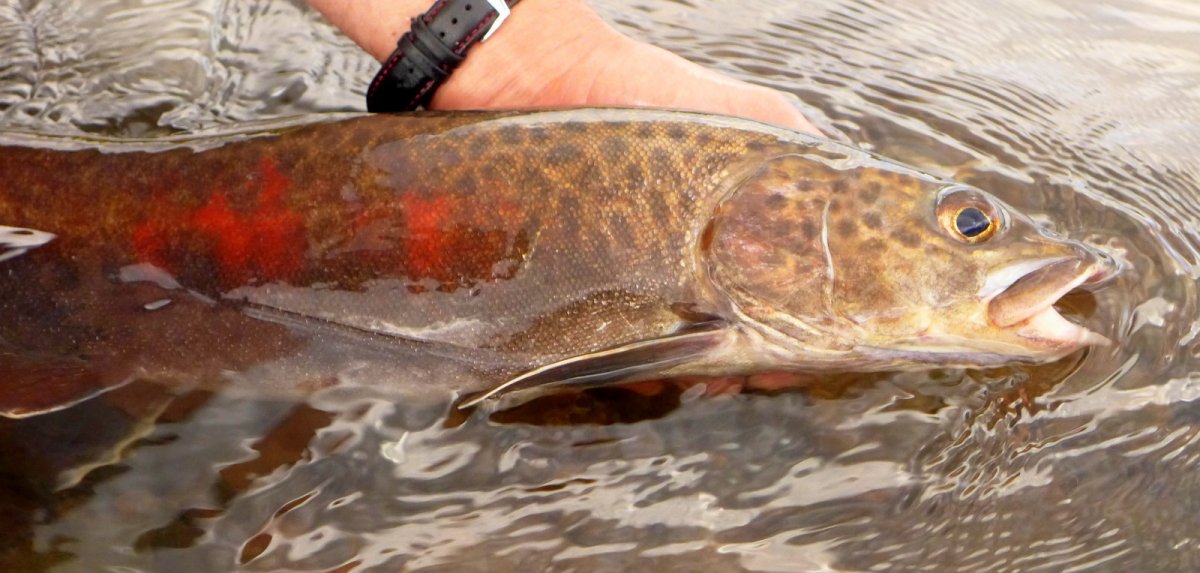 Ленок в воде