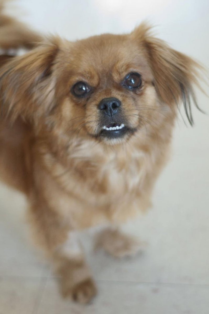 ОМИСЬ пикинес чиху Хуа