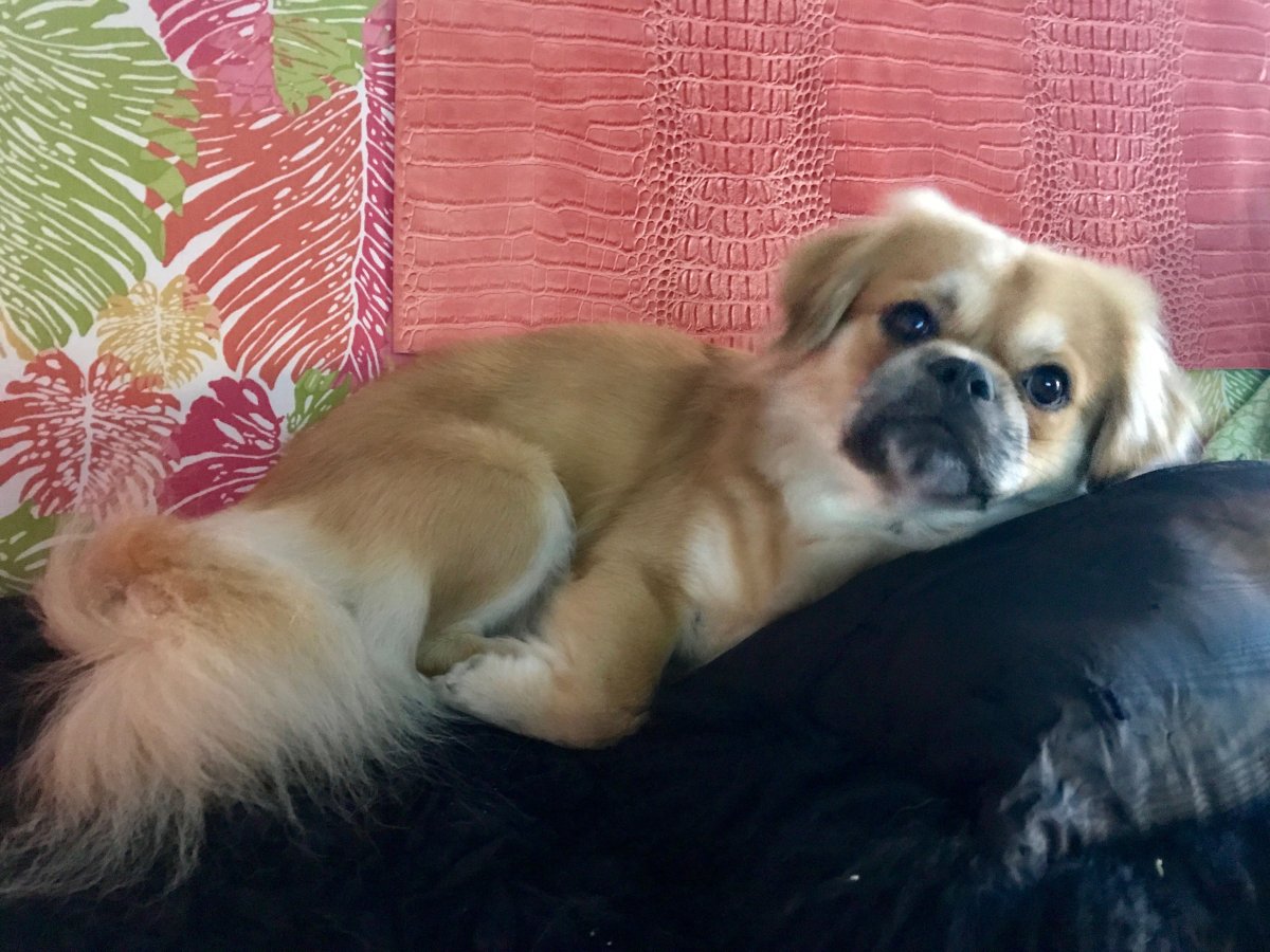 Метисы тибетского спаниеля