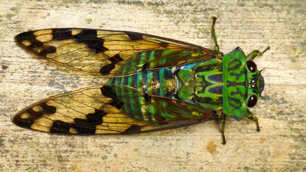 Zammara цикады