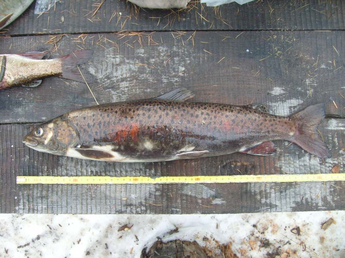 Рыба Ленок 40 кг