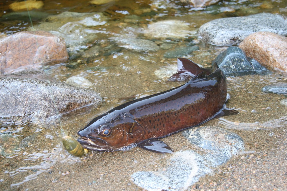 Таймень Байкальский