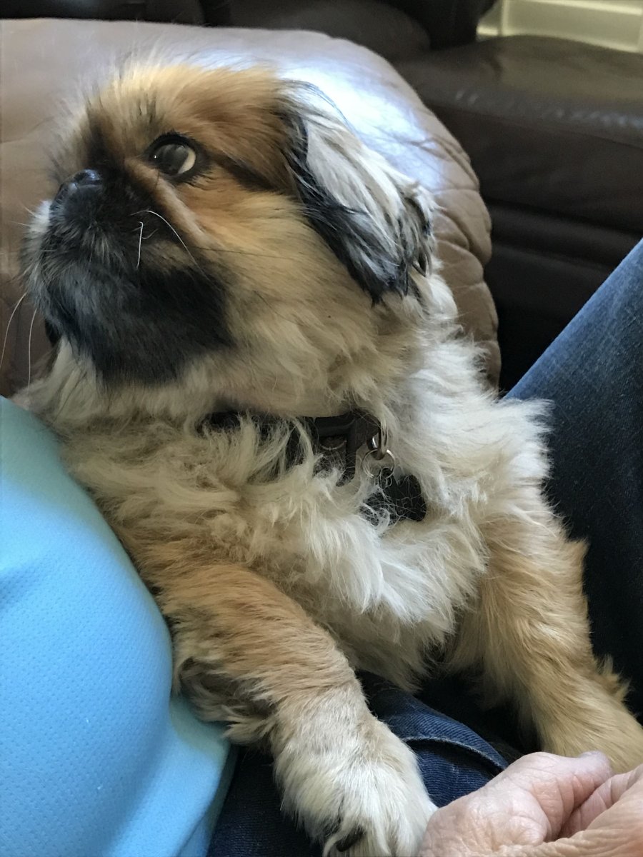 Пекинский спаниель