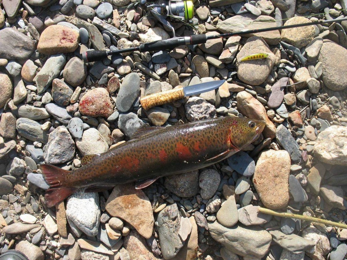 Ленок Байкальский