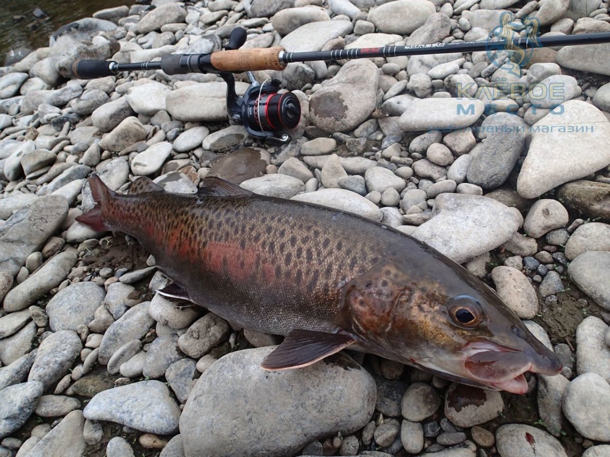 Морской Ленок фото