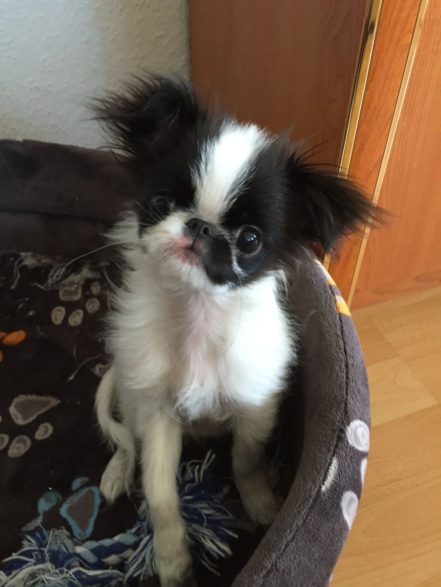 Мопс и чихуахуа