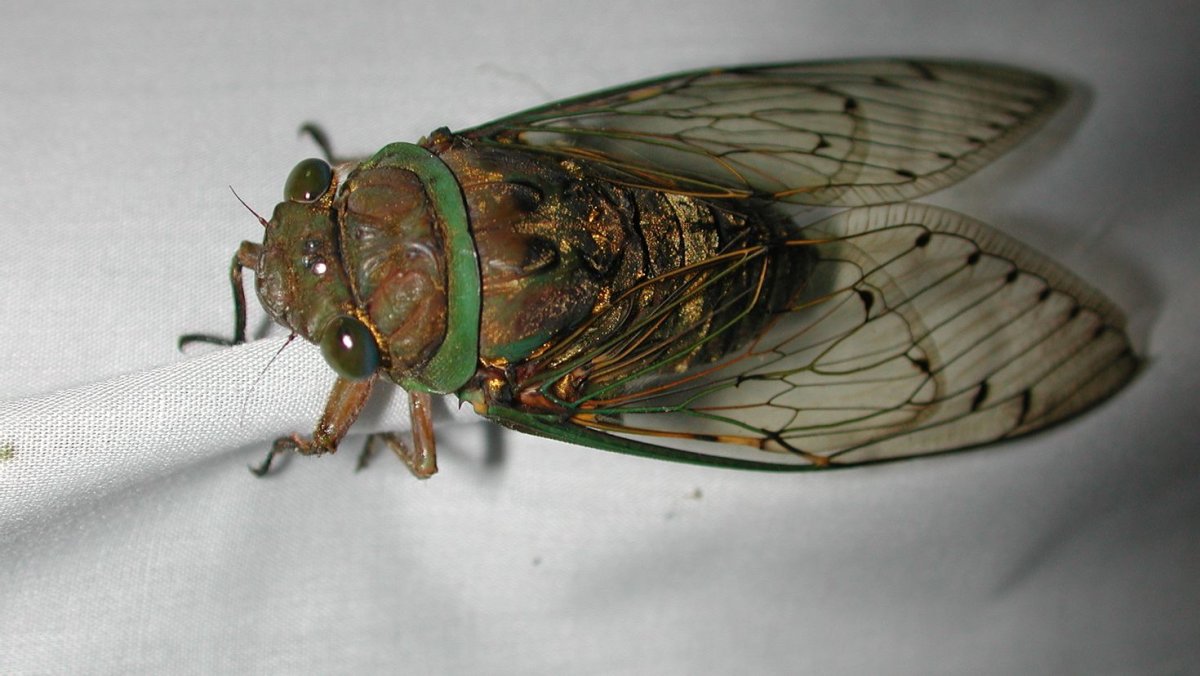 Цикада бабочка