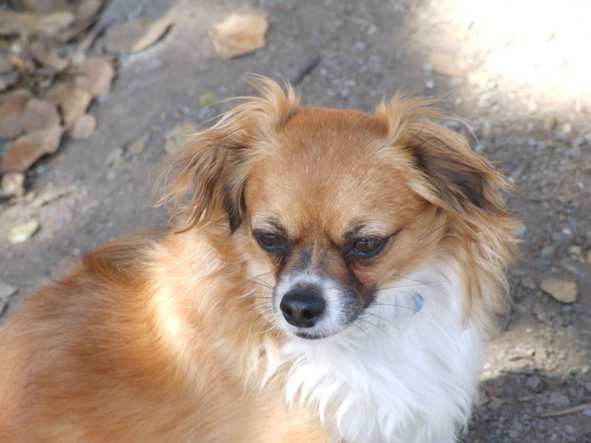 Папильон и Пекинес