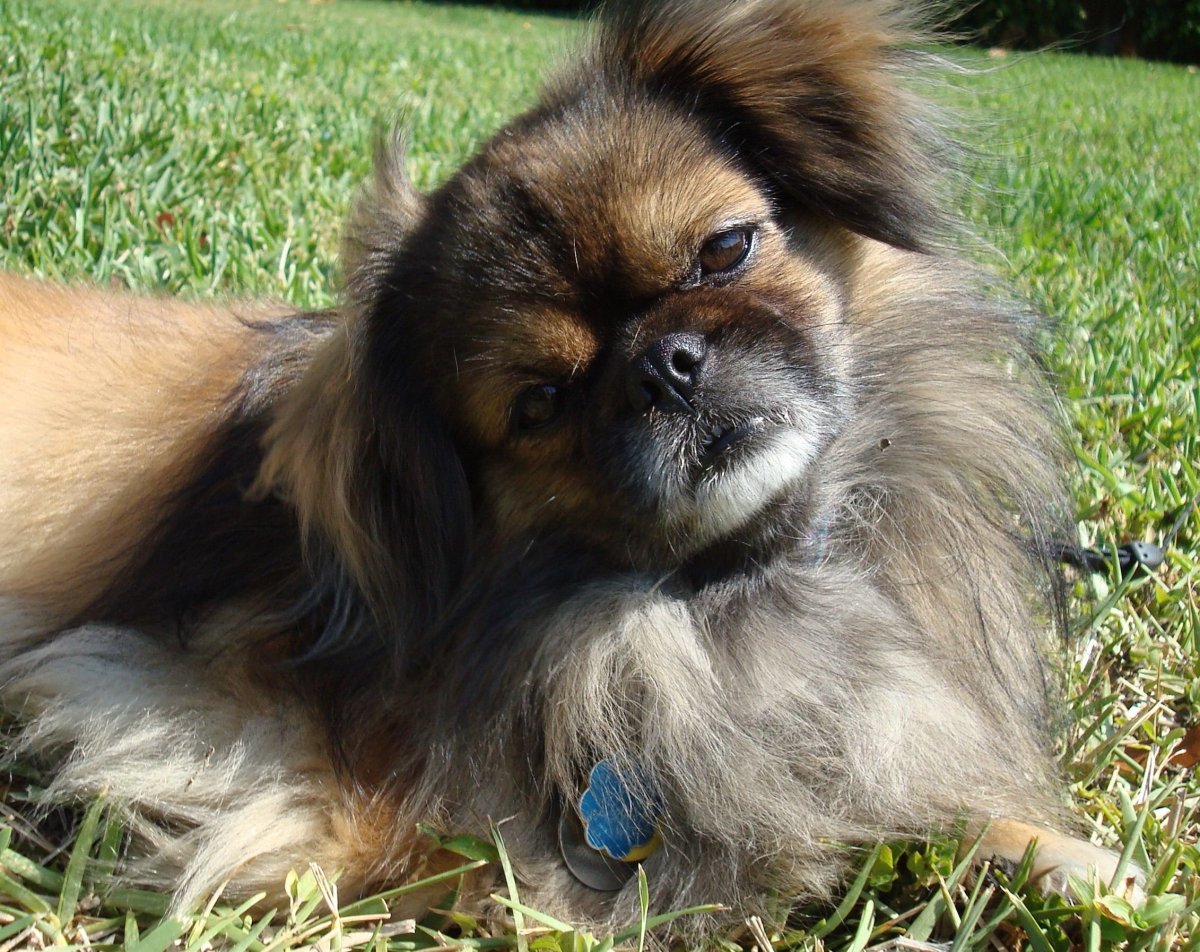 Пекинес померанец