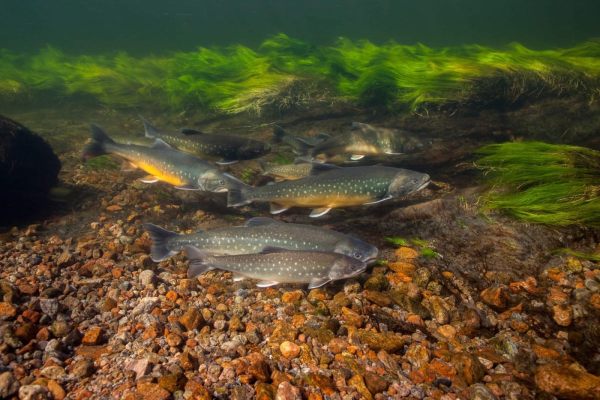 Кузнецкий Алатау хариус