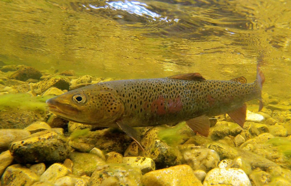 Ленок острорылый рыба