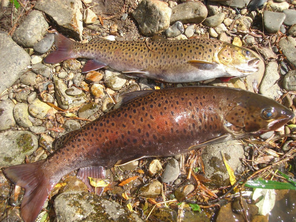 Ленок острорылый