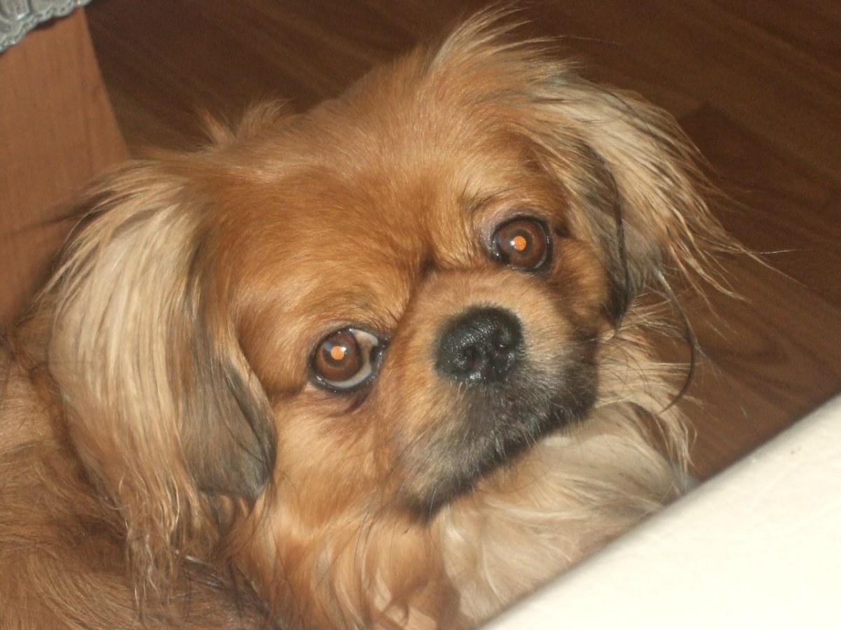 Чихуахуа скрещенная