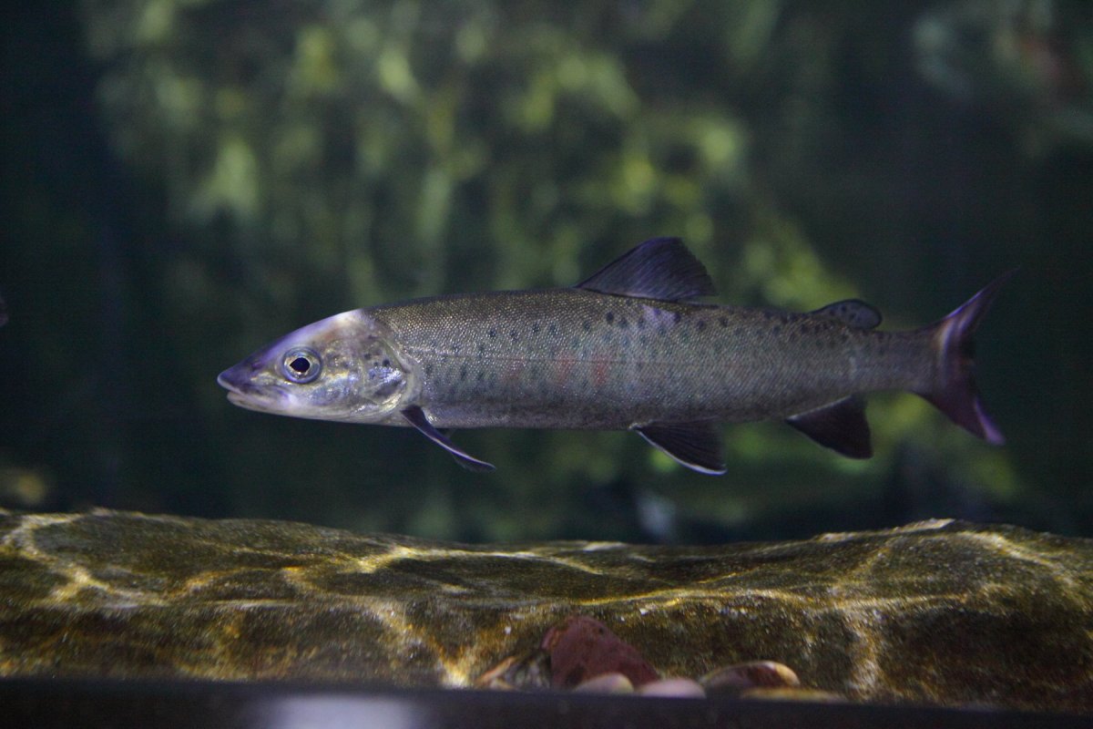 Ленок Байкальский