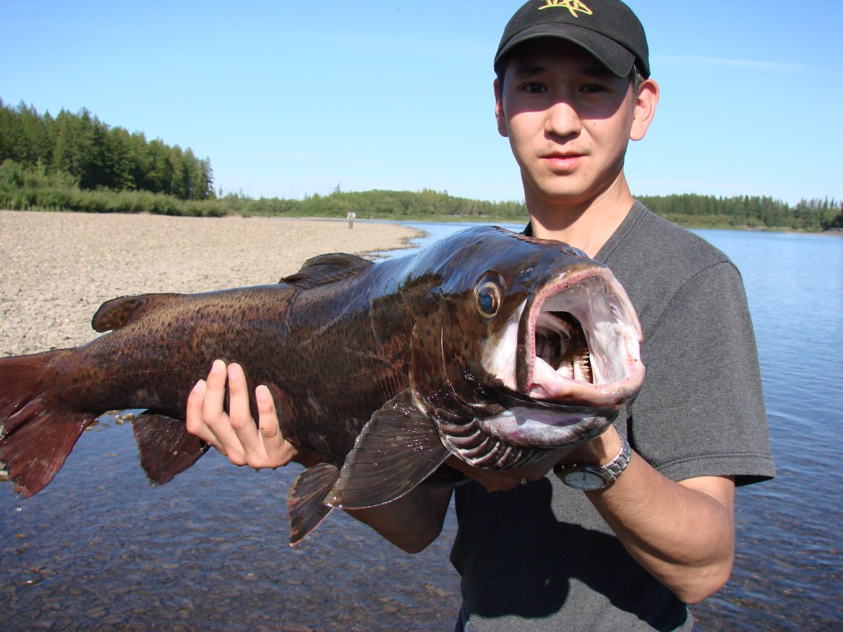 Ленок лимба