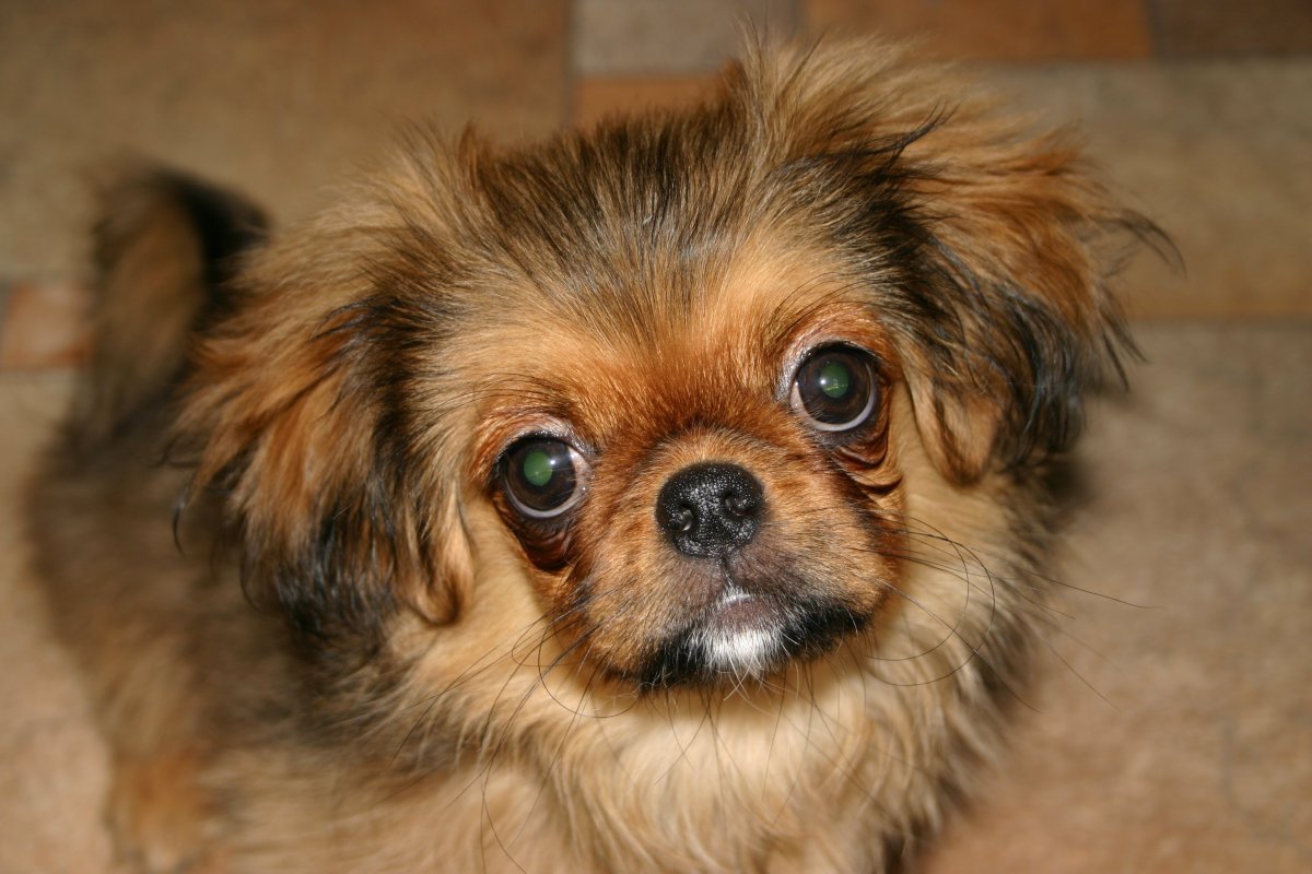 Помесь МОПСА И пекинеса