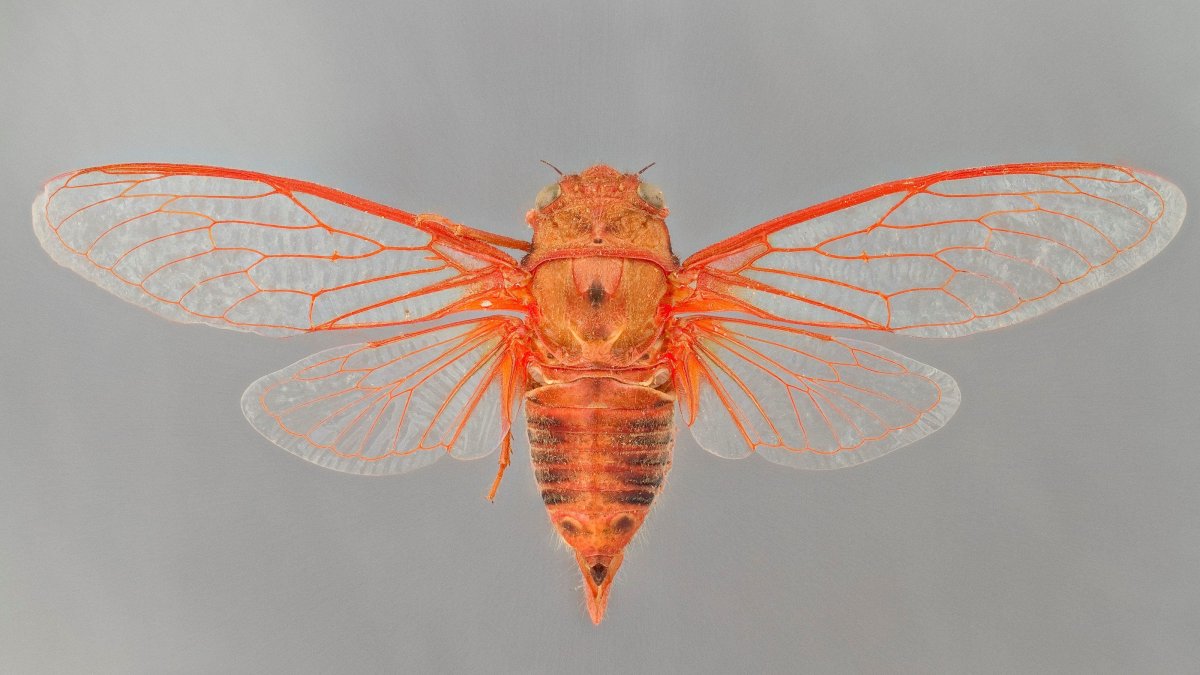 Цукаты мухи