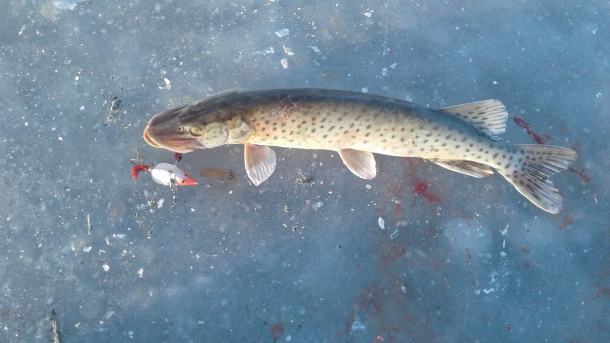 Сибирская форель фото