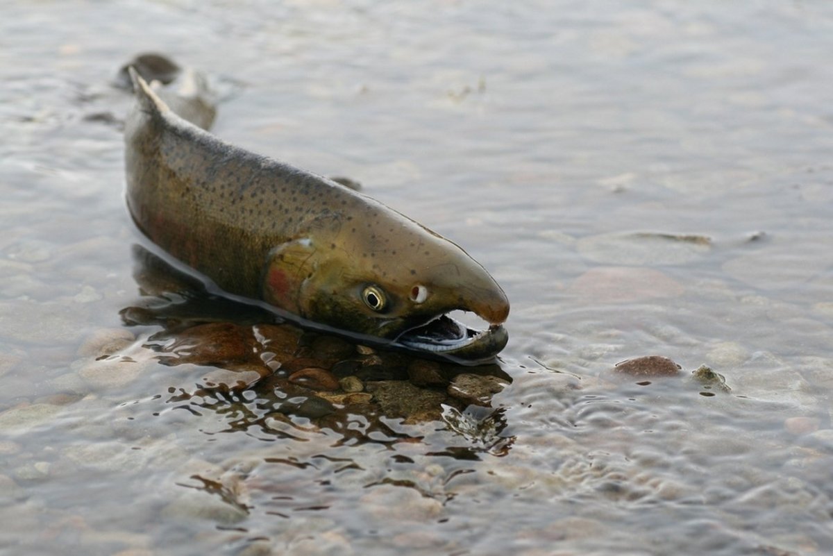 Кижуч нерестовый